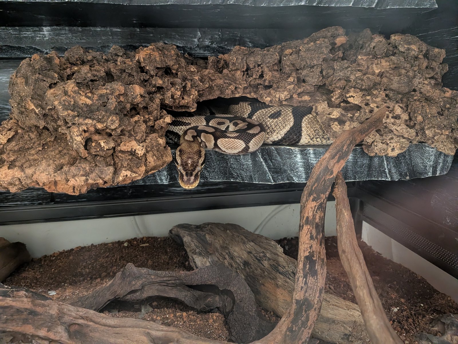 Koa 的飼養缸全景, 上層平台與軟木樹皮躲避區, 下層鋪混合土並擺放沉木